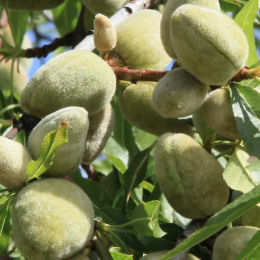 Almond, Dwarf Self-fertile 'Almond Me'